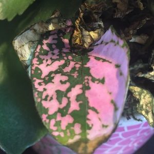 Meet your Posher, Delaney